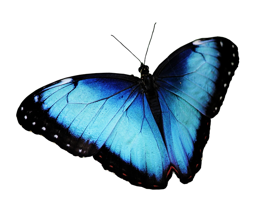 Blue Morpho Butterfly With Black Wing Edges Angled PNG Clipart