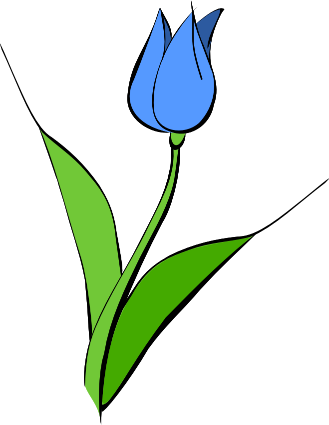Blue Tulip Flower With Green Leaves Cartoon Drawing PNG Clipart