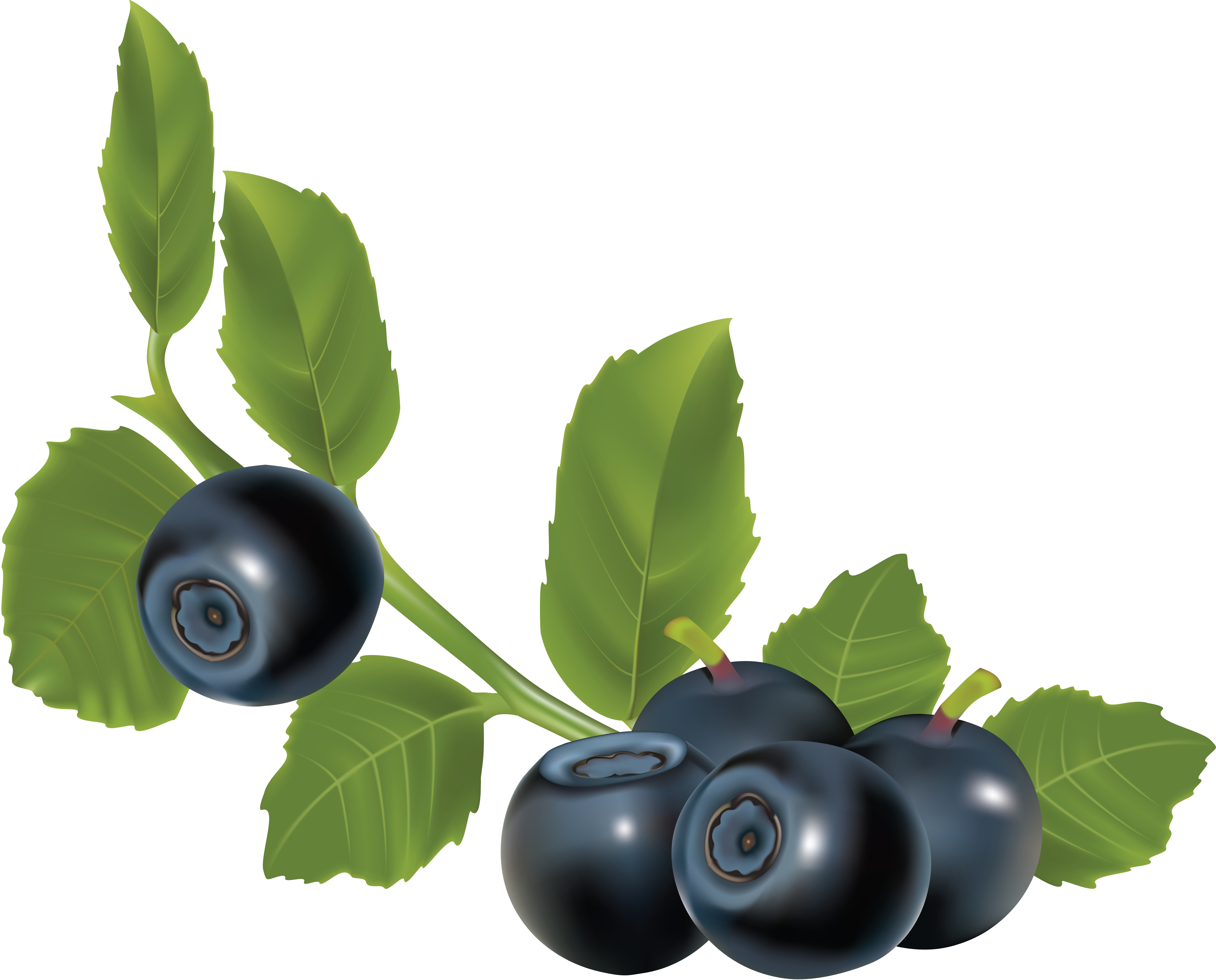 Blueberry Branch With Dark Berries And Leaves Ultra HD PNG Clipart