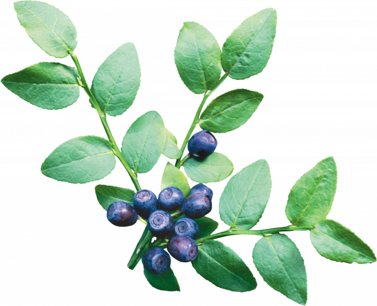 Blueberry Branch With Green Leaves And Berries Transparent Background PNG Image