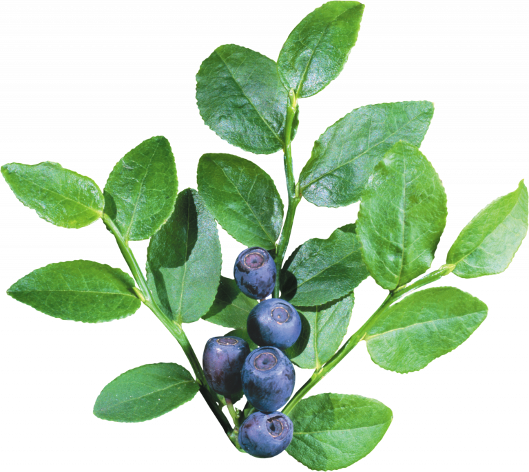 Blueberry Plant Sprig With Leaves And Ripe Berries PNG Clipart
