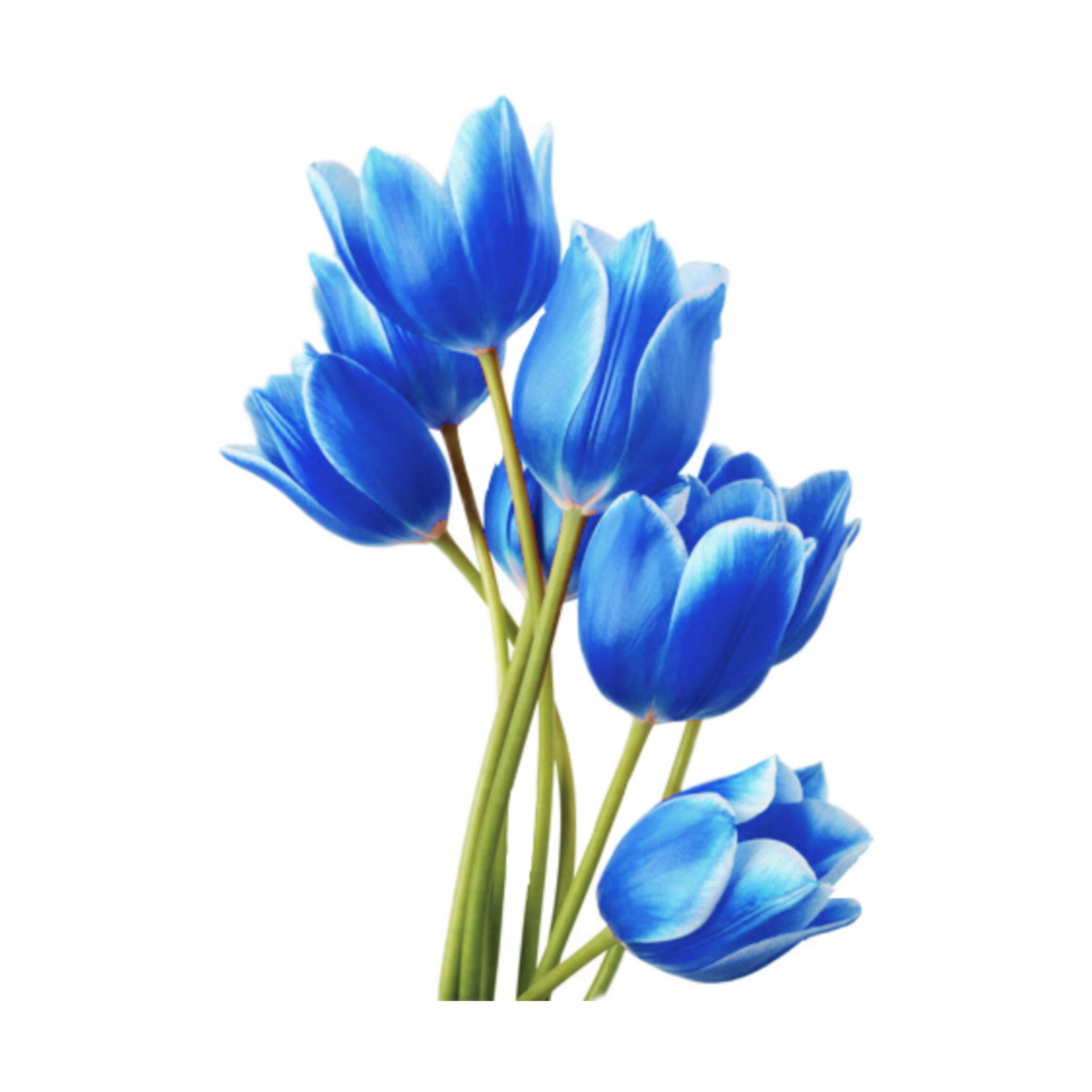 Bouquet Of Blue Tulips Bunch With Green Stems HD PNG