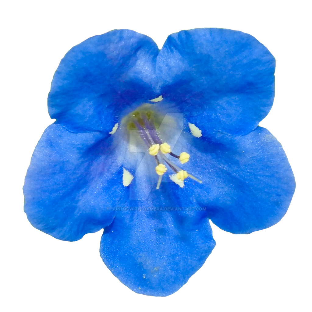 Bright Blue Petunia Flower With Yellow Stamens Close Up PNG Free Download