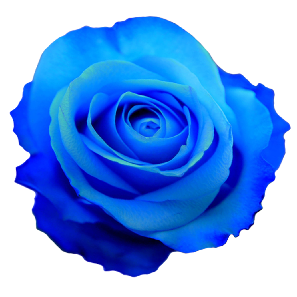 Bright Blue Rose Flower Head Top View Realistic HD PNG Clipart