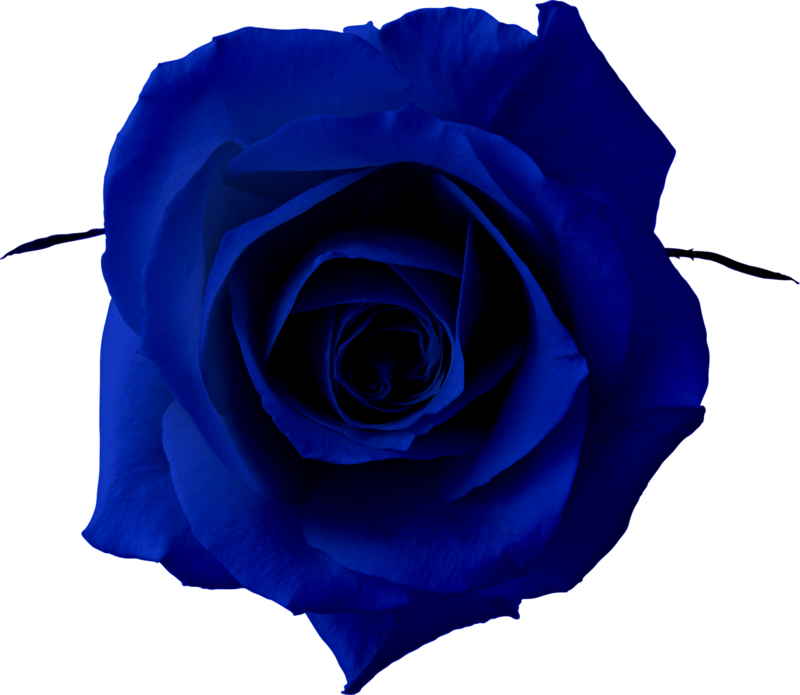 Dark Navy Blue Rose Bloom Close Up Velvet Petals PNG