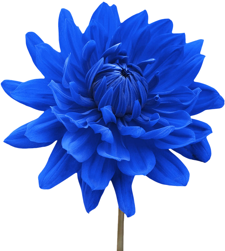 Deep Blue Dahlia Bloom with Slender Stem