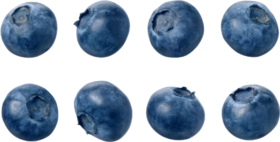 Eight Dusty Blue Blueberries in Rows