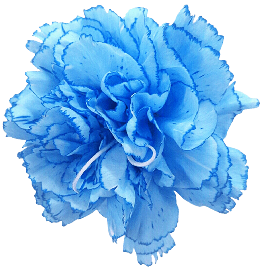 Sky Blue Carnation with Ruffled Dark Blue Edges