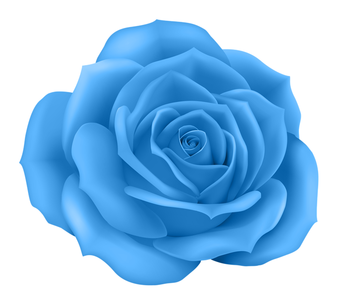 Sky Blue Rose Bloom with Layered Petals