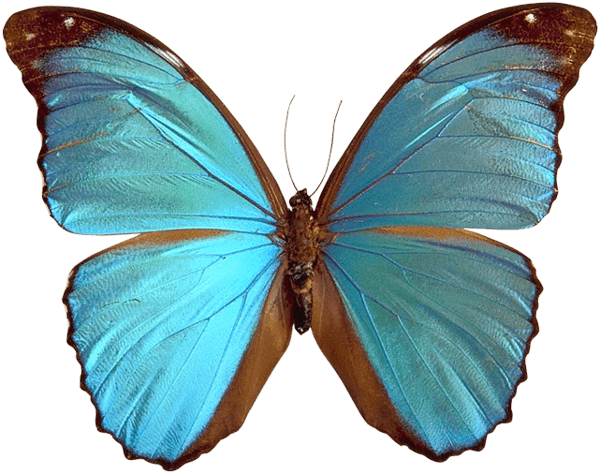 Iridescent Blue Morpho Butterfly with Brown Edges