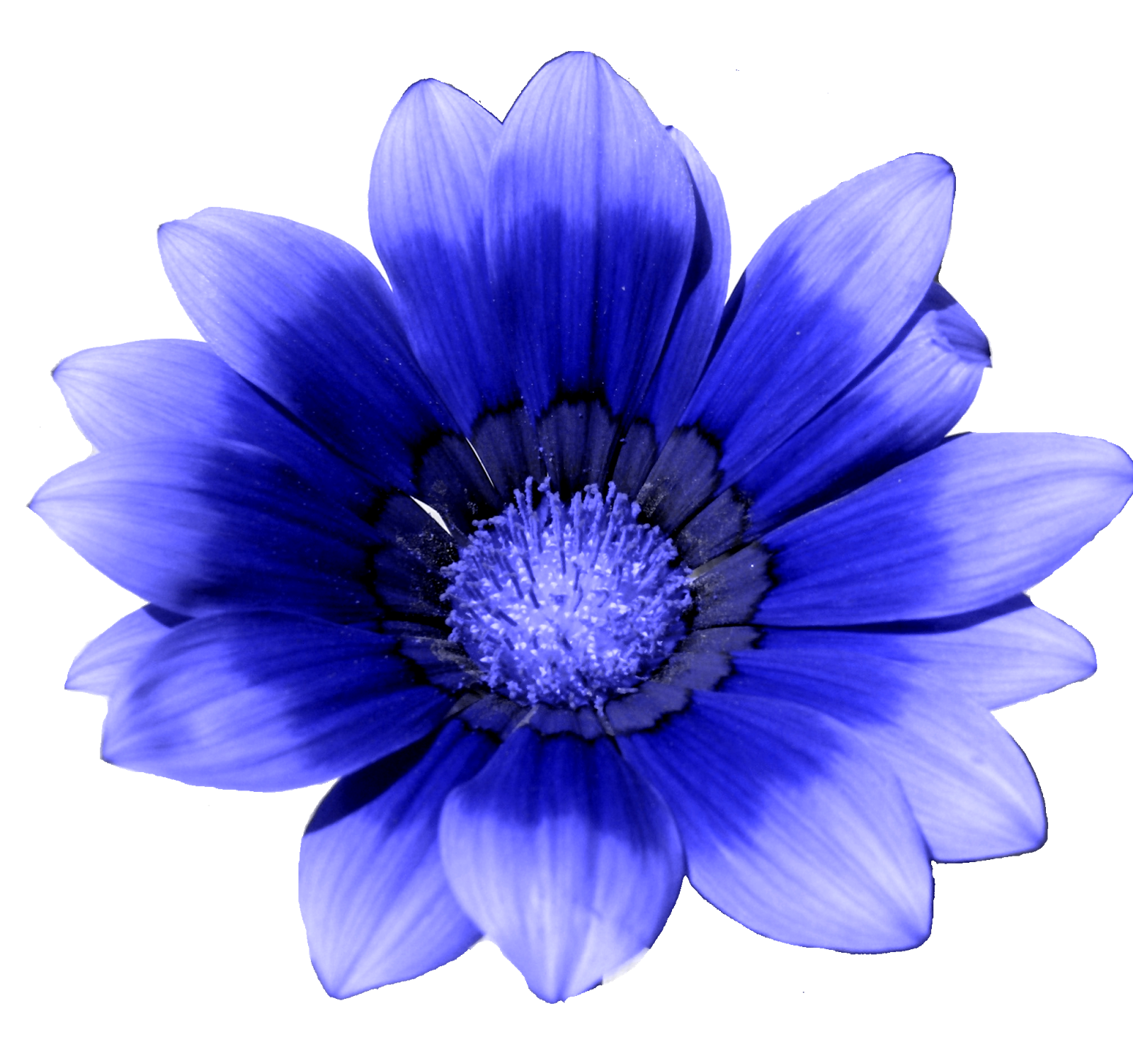 Blue Gazania Flower Top View Blooms