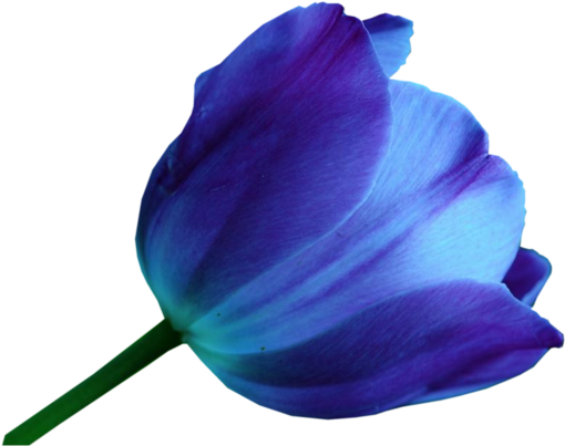 Violet Blue Tulip Bloom with Green Stem