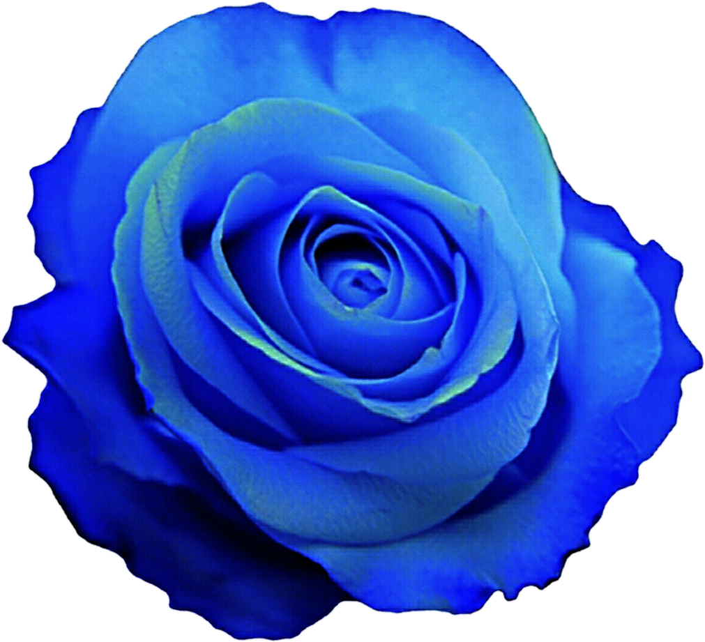 Royal Blue Rose Bloom Top View