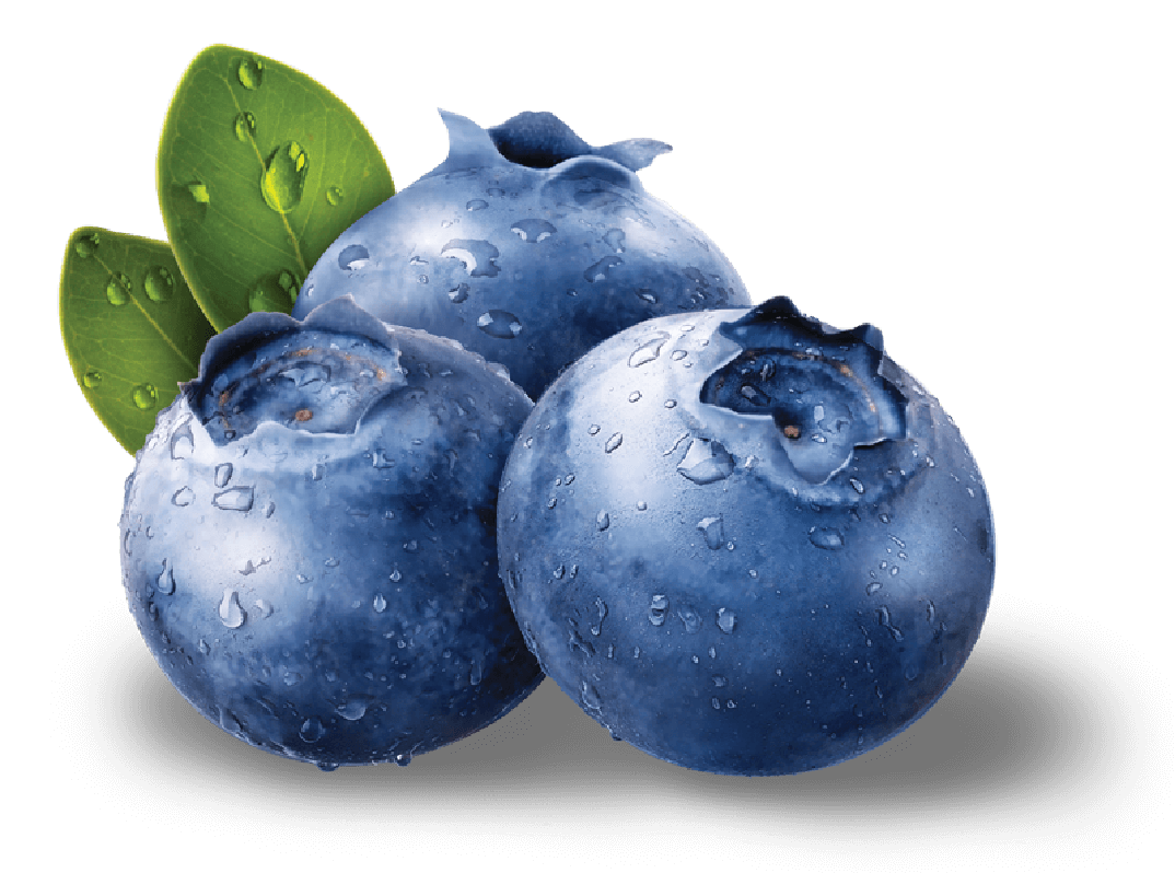 Three Dewy Blueberries with Green Leaves