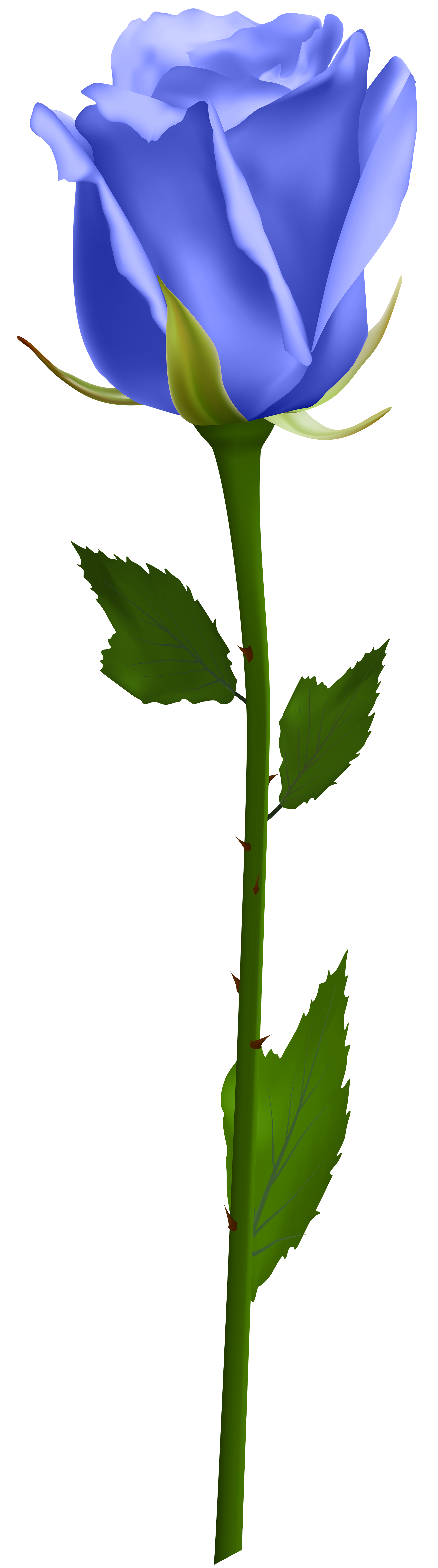 Blue Rose on Long Green Stem