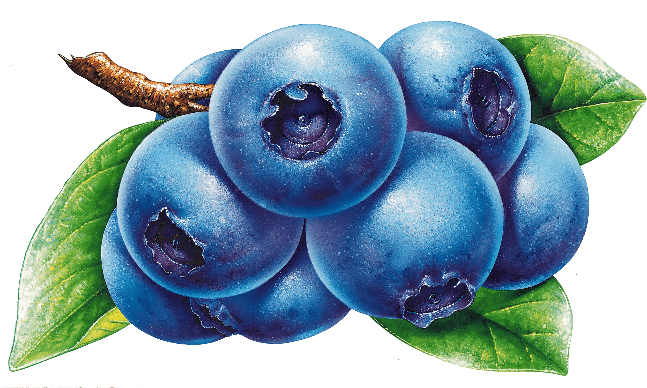 Painted Blueberries Cluster With Leaves Illustration Ultra HD PNG