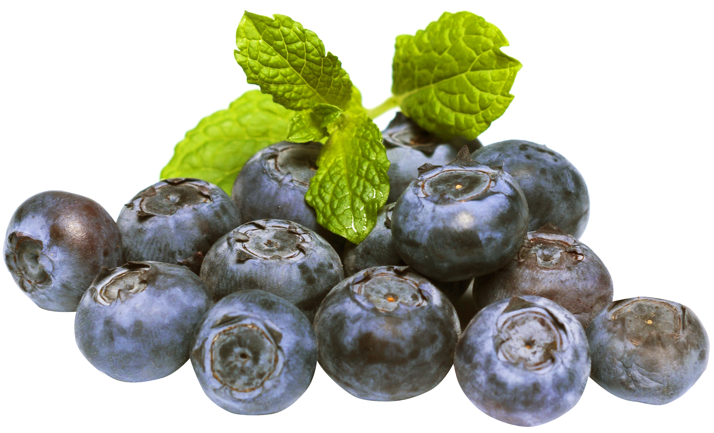 Fresh Blueberry Pile with Green Mint Sprig