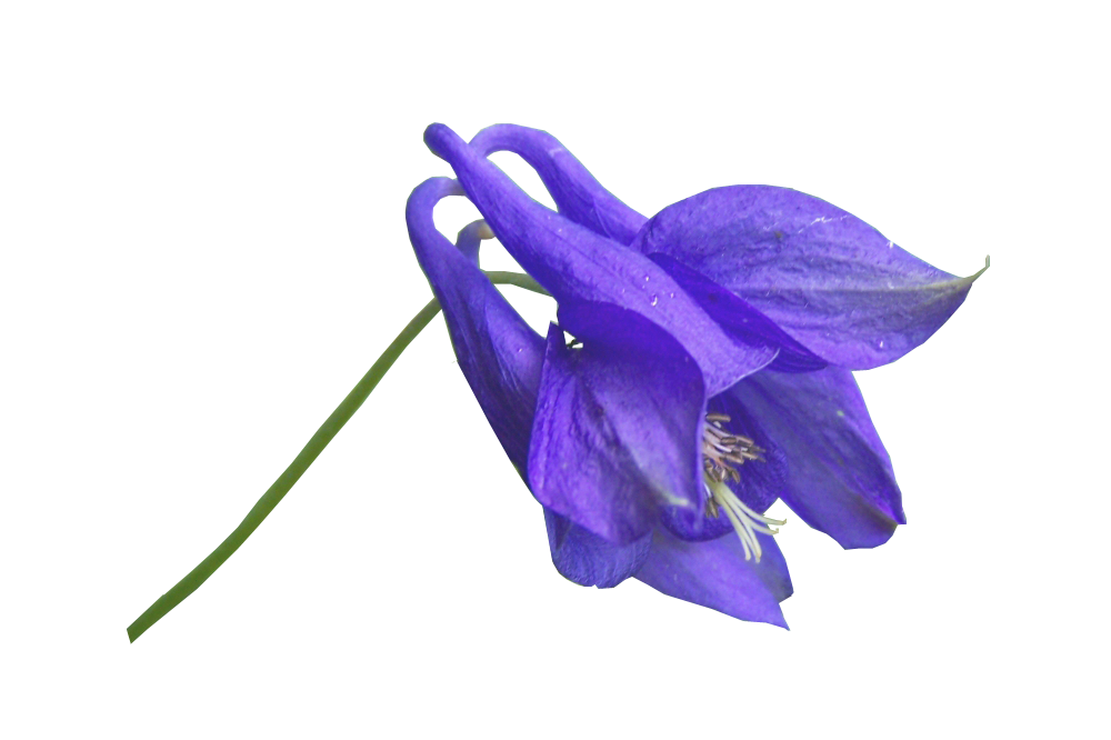 Violet Columbine Flower on Slender Green Stem