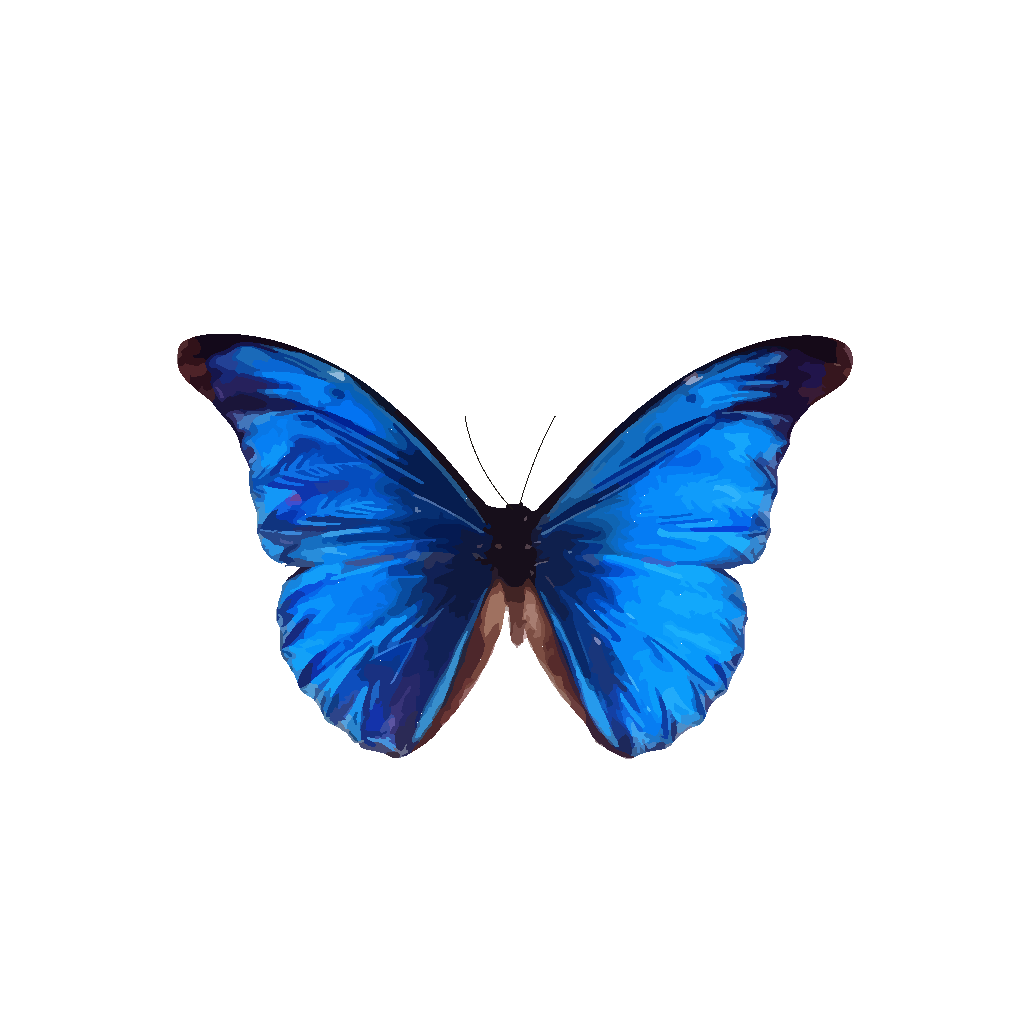 Vivid Blue Morpho Butterfly with Open Wings