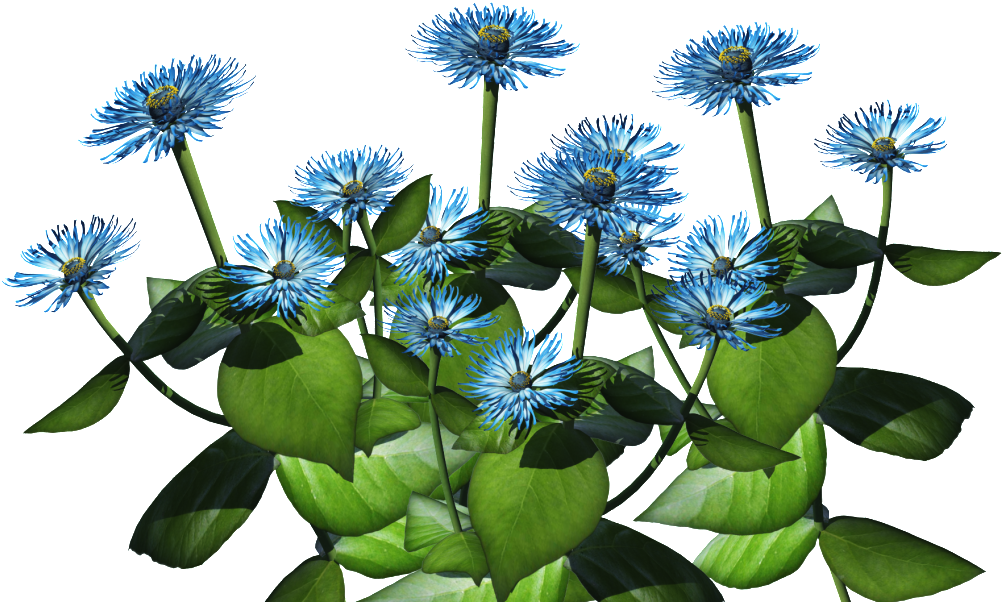 Blue Spiky Daisy Bouquet with Green Leaves