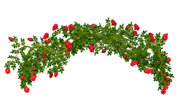 Red Rose Vine Arch with Green Leaves
