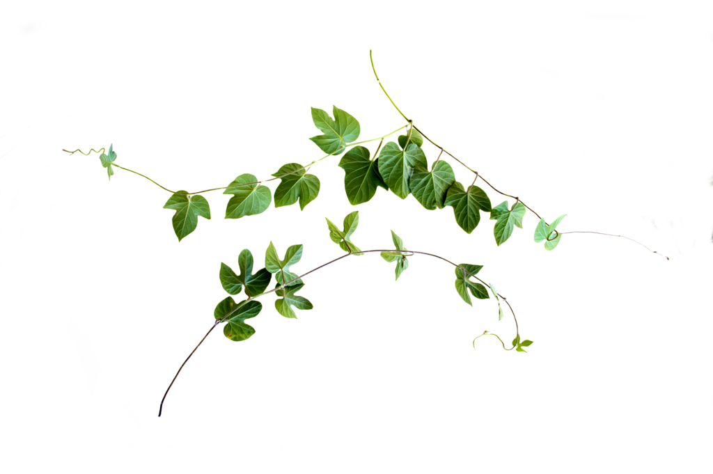 Trailing Green Ivy Vine with Heart Leaves