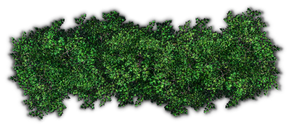Dense Green Hedge Top View Cutout
