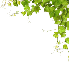 Fresh Green Grape Vine Leaves Border