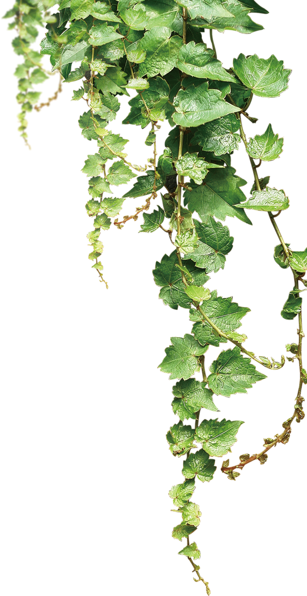 Cascading Green Ivy Vine with Glossy Leaves