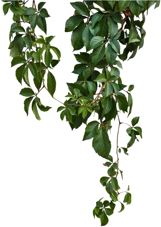 Hanging Green Vine with Five-Leaf Foliage