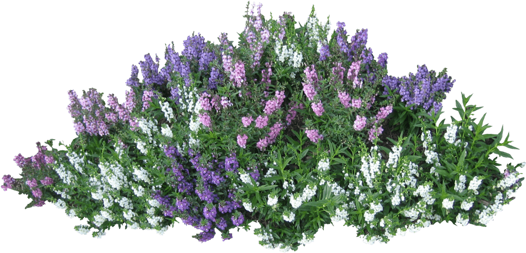 Angelonia Shrub with Purple, Pink and White Blooms