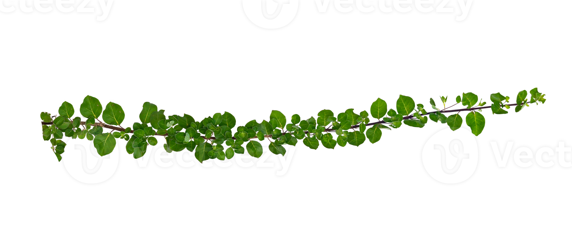 Green Leafy Vine Branch with Round Leaves