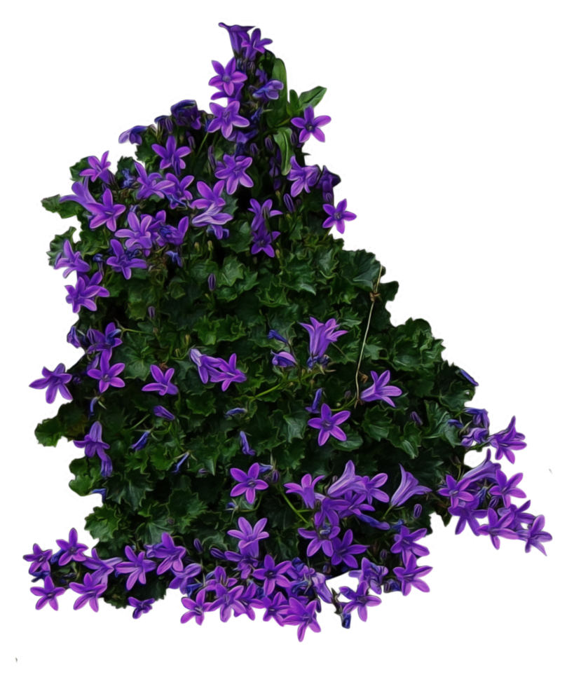 Purple Campanula Bush with Dense Green Foliage