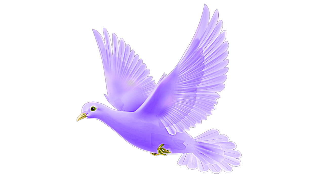 Lavender Dove in Flight with Spread Wings