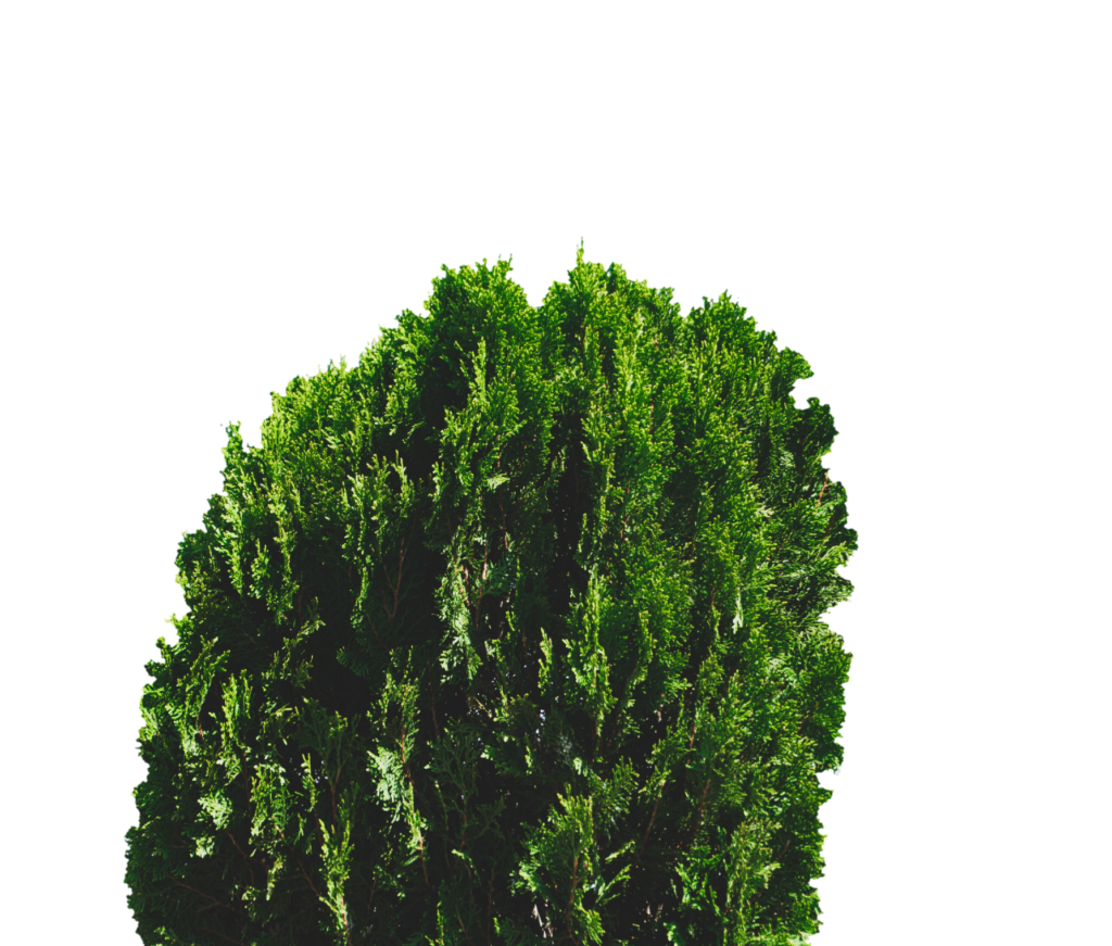 Dense Green Arborvitae Shrub Foliage