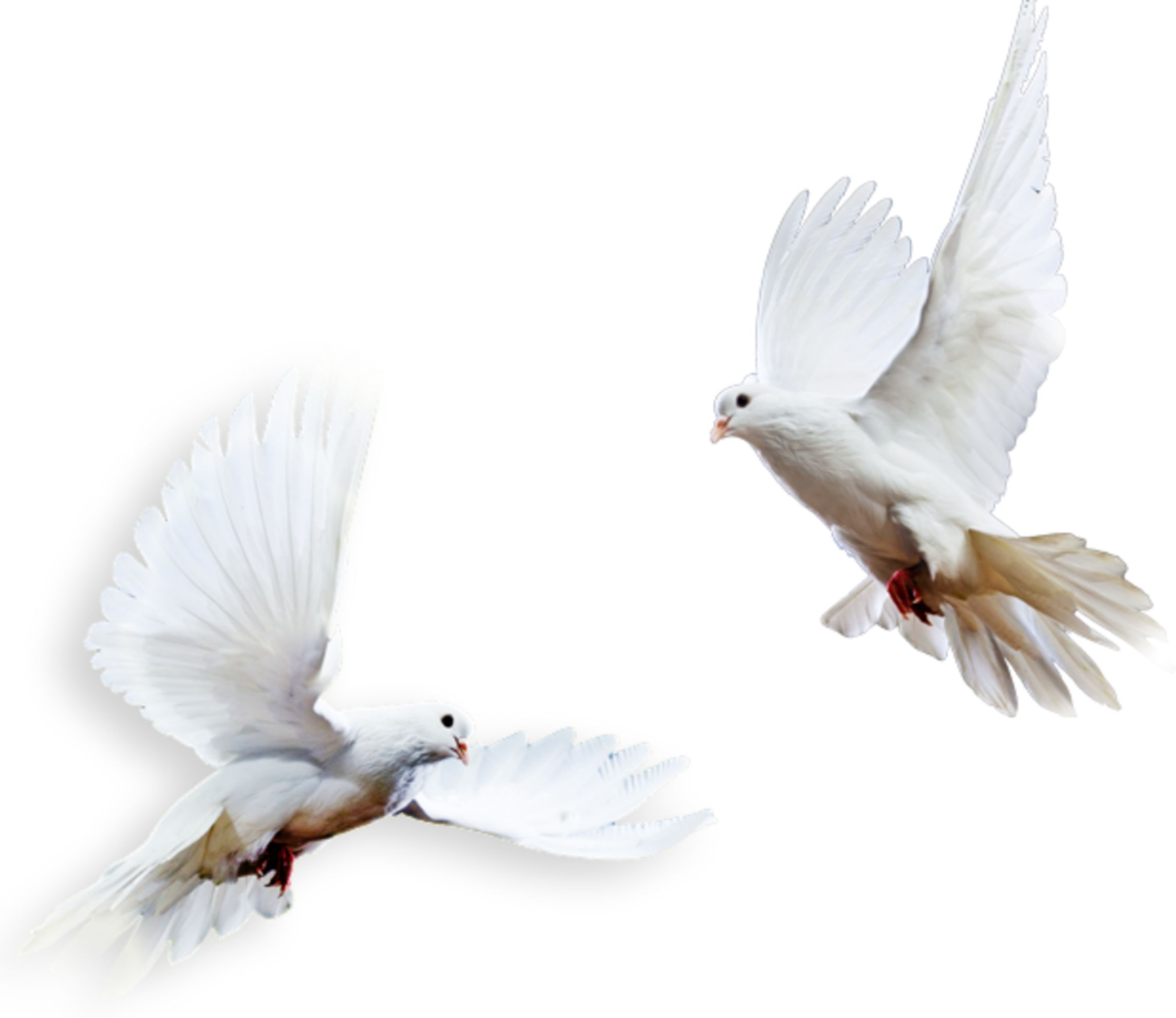 Two White Doves in Flight, Outstretched Wings