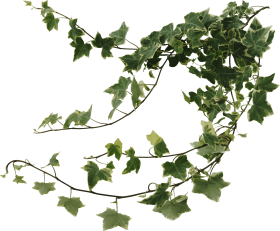 Variegated Ivy Vine Trailing Leaves PNG Clipart