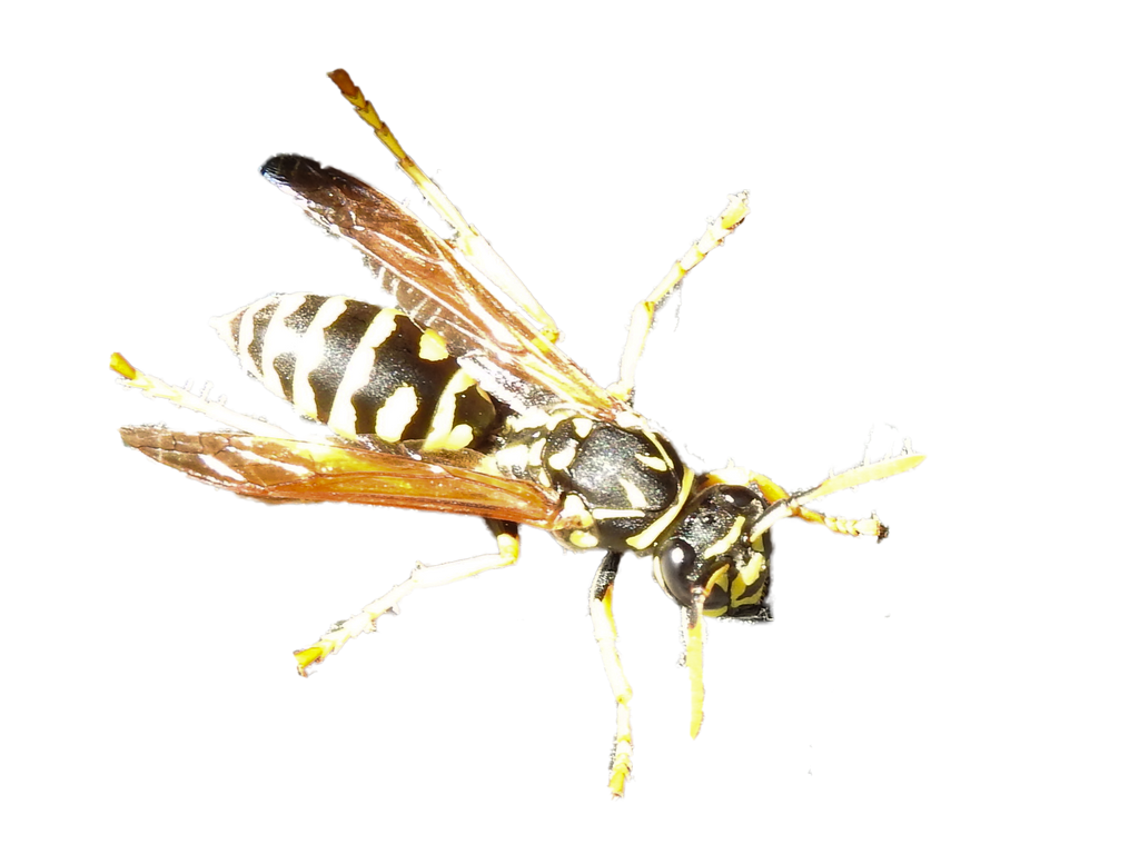 Yellow Banded Wasp Top-Down View