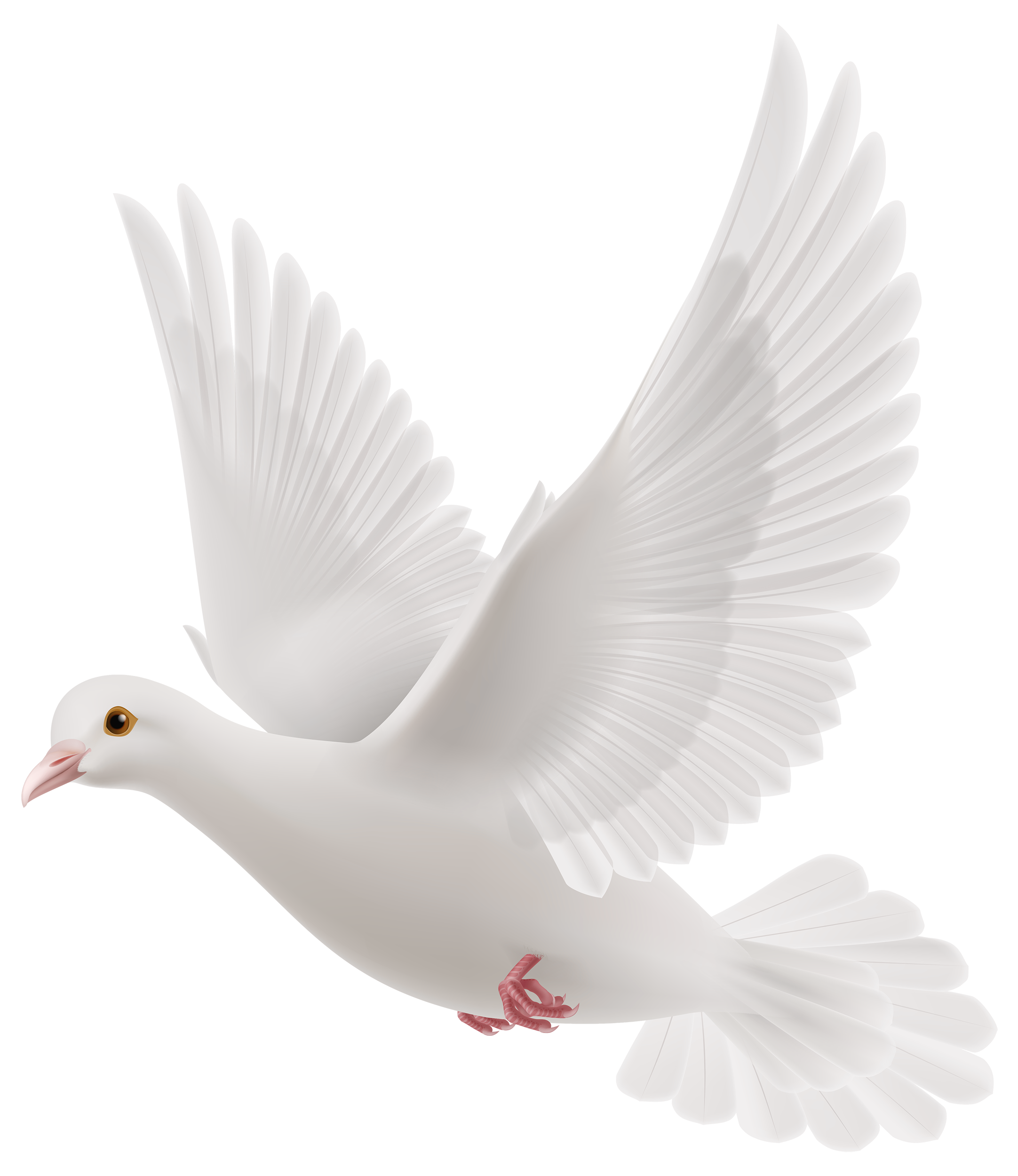 White Dove Flying 3D Realistic Ultra HD PNG Picture