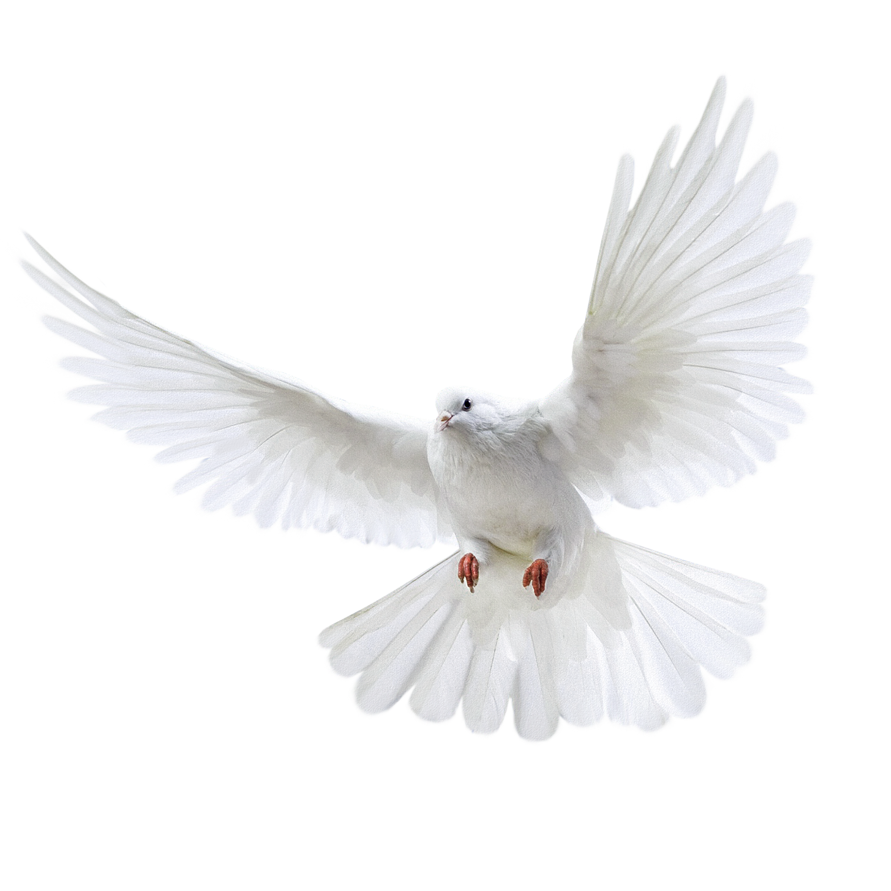 White Dove Flying Front View Wings Spread Ultra HD PNG