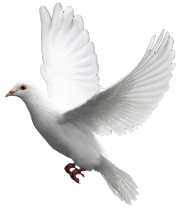White Dove in Flight with Raised Wings