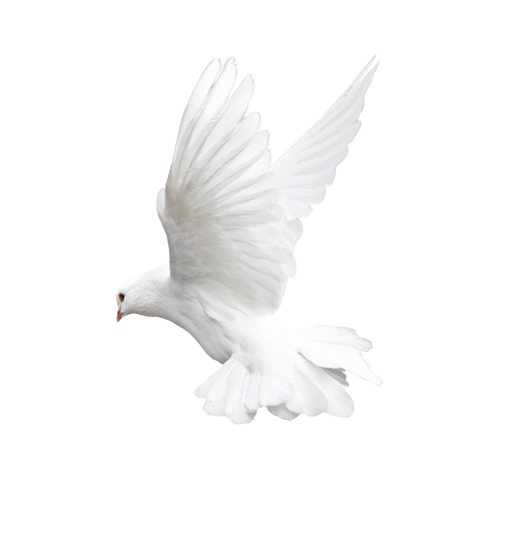 White Dove Flying Wings Up Realistic Ultra HD PNG