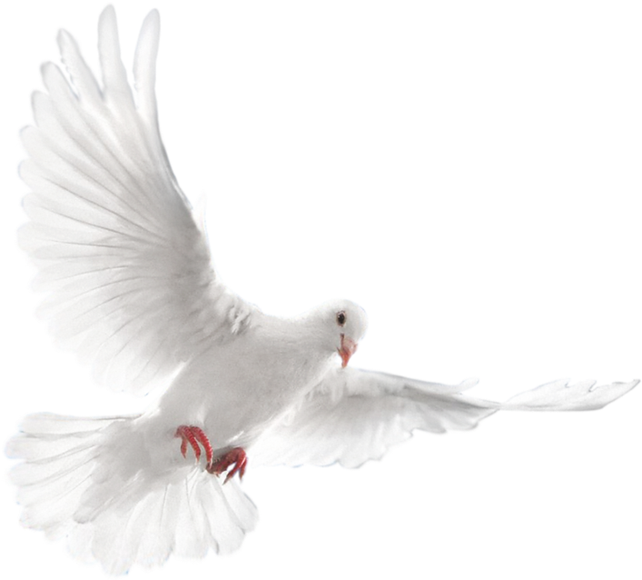 White Dove in Flight with Red Feet