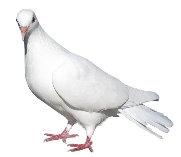 White Pigeon Side View with Pink Feet