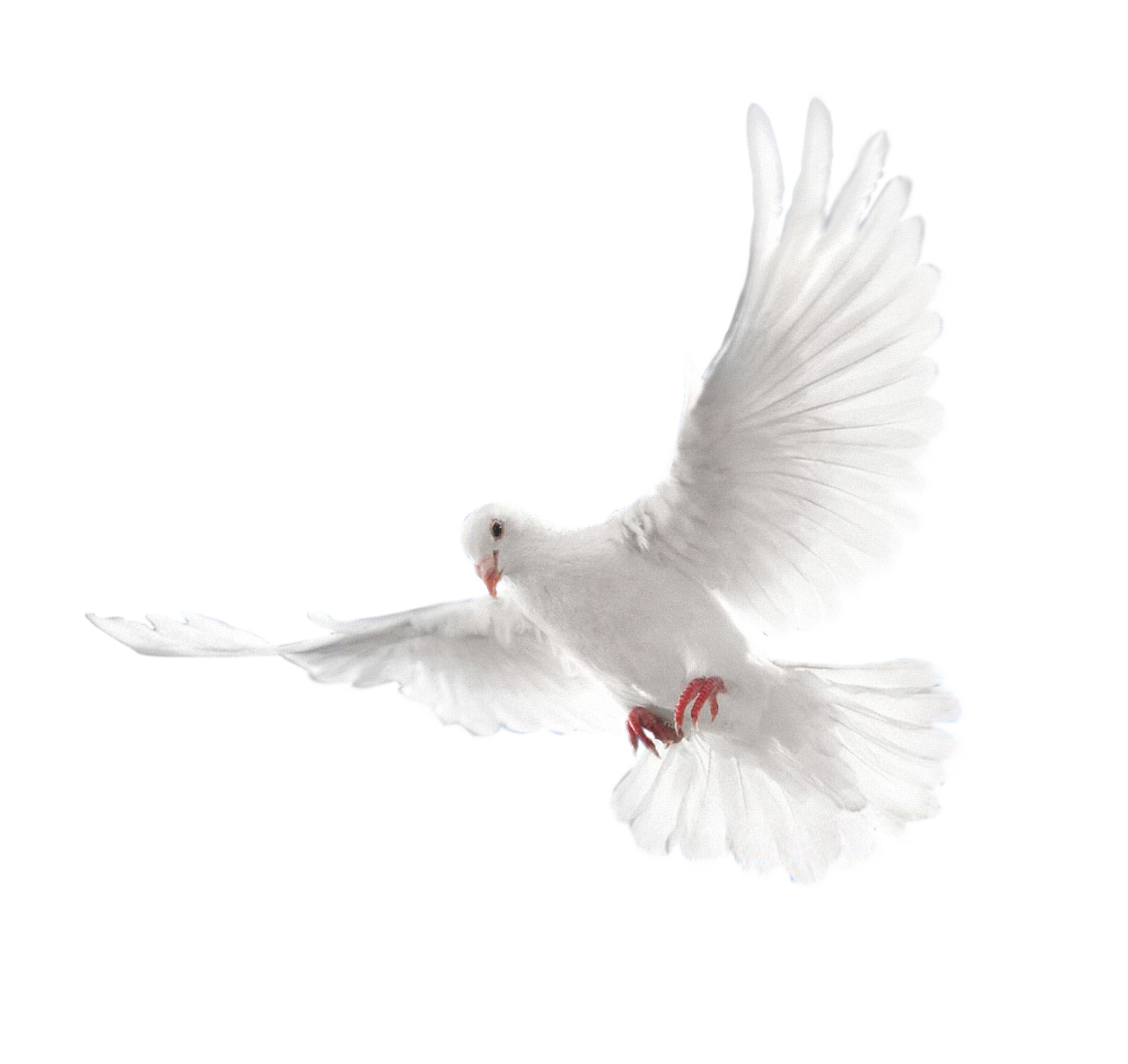 White Wedding Dove Flying Soft Feathers Ultra HD PNG Overlay