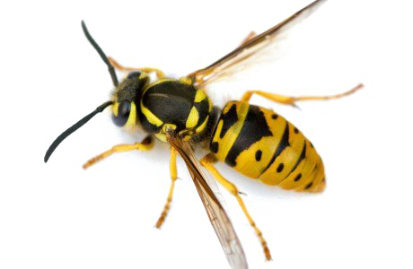 Yellow Jacket Wasp with Black Banded Abdomen