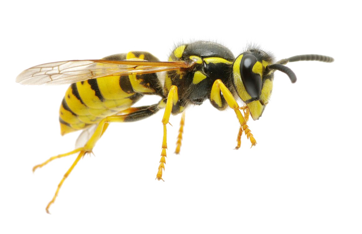 Yellow Jacket Wasp Walking Side View Ultra HD PNG Picture