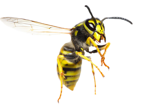 Yellow Wasp in Flight with Wings