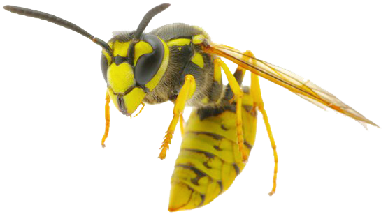 Yellow Jacket Wasp in Flight Side View