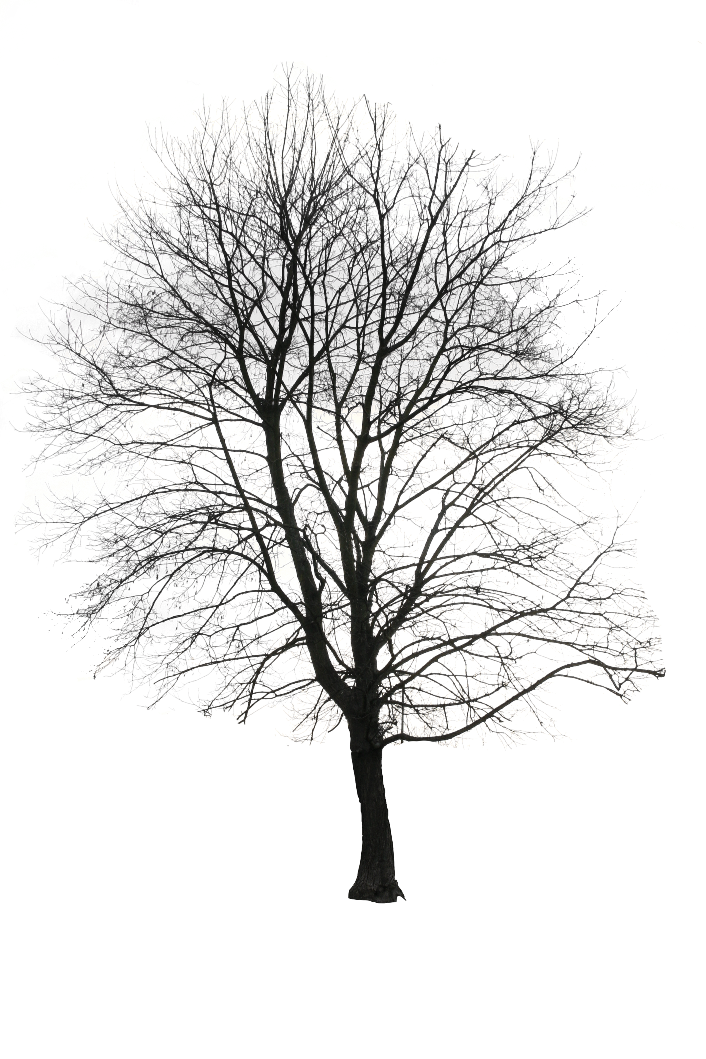 Bare Leafless Winter Tree Silhouette Tall Ultra HD PNG